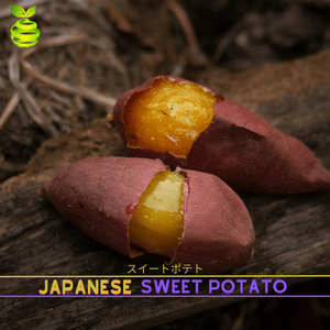 Sweet Potato Japanese Yellow Authentic (500g)  ⭐